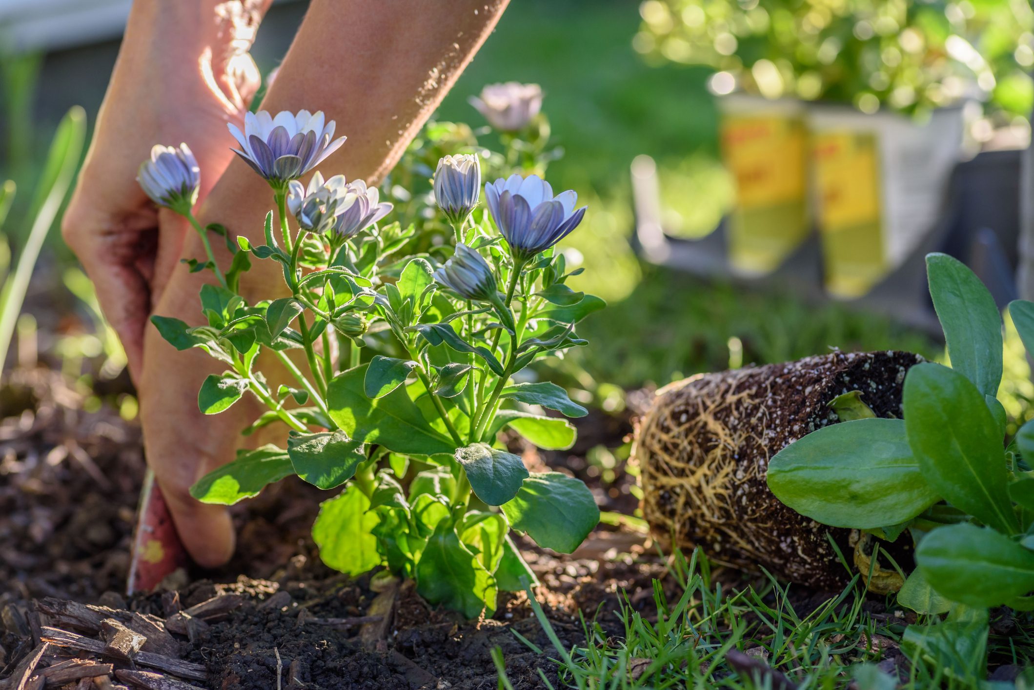 Woman digging and planting spring flowers in spring sunlight