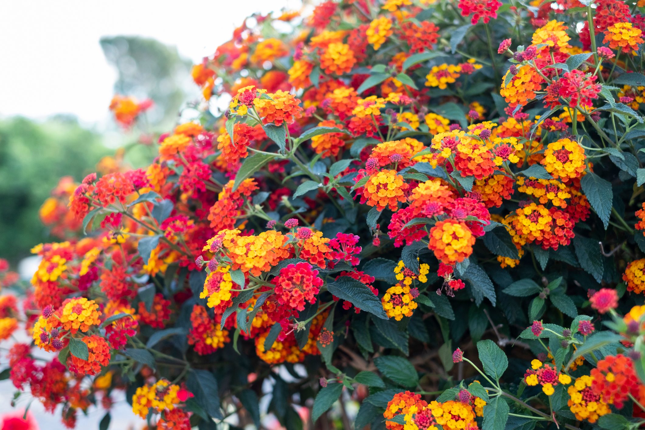 Close-Up Of Flowering Plants