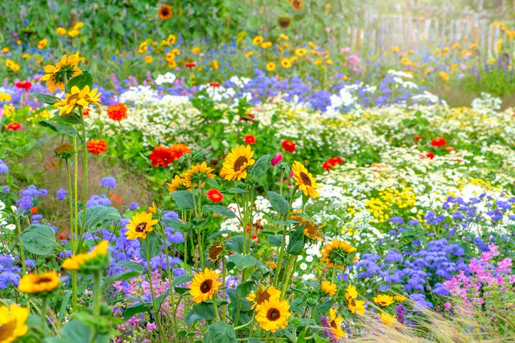 Beautiful, colourful flowers in an English cottage summer garden