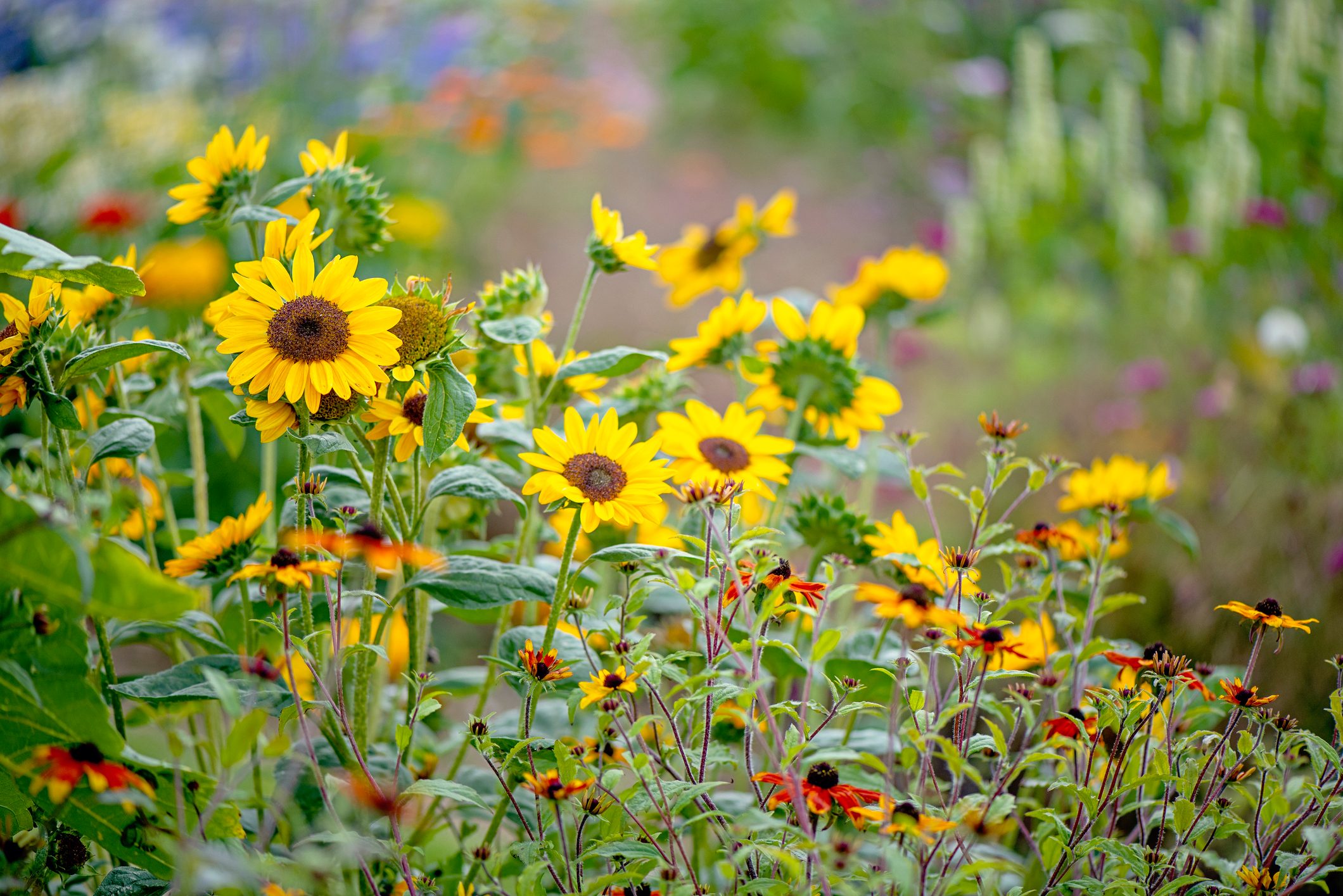 Beautiful summer flowering yellow sunflowers - Helianthus annuus, in soft sunshine