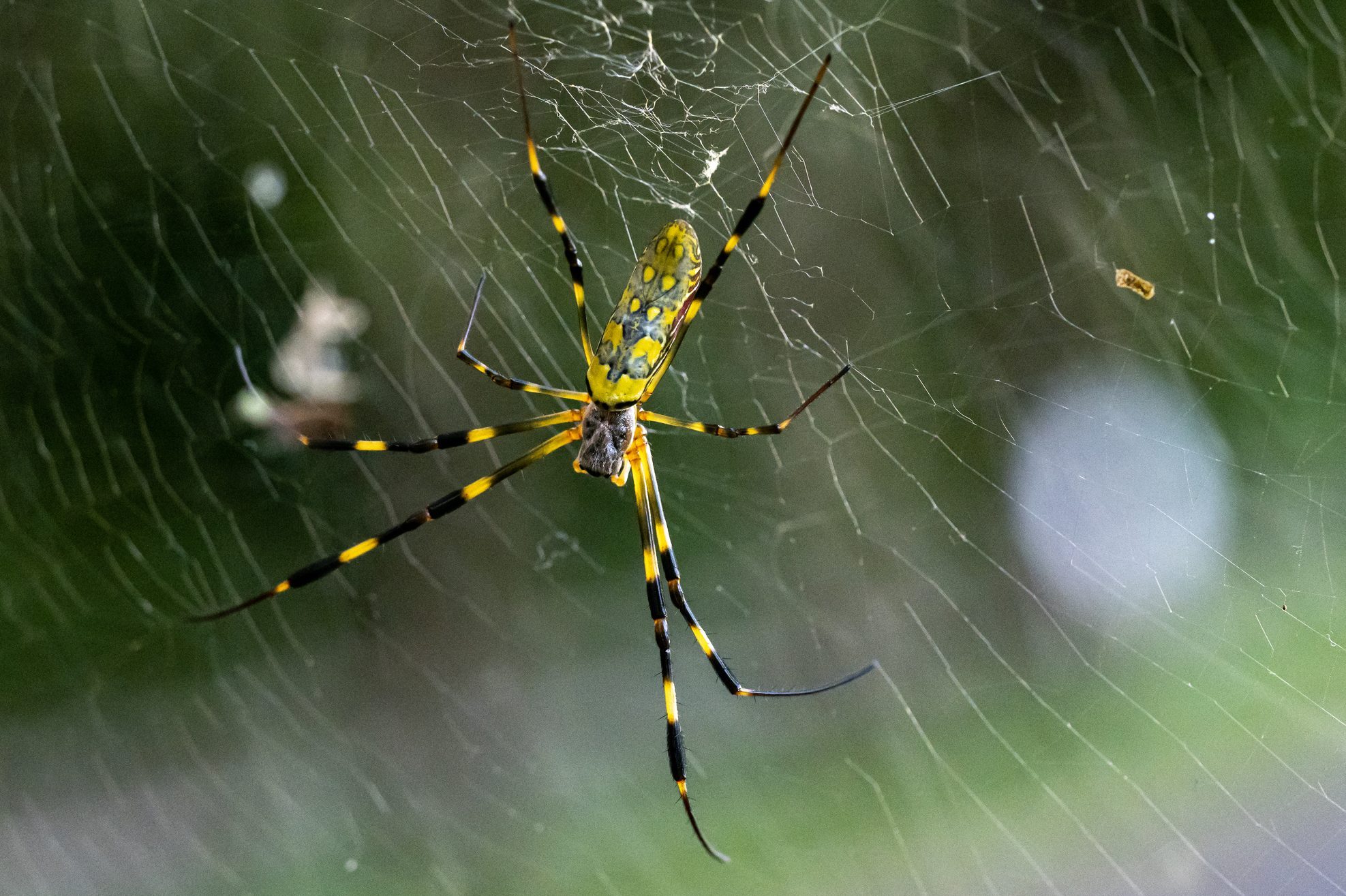 Nephila clavata Joro orb weaver spider on web 7