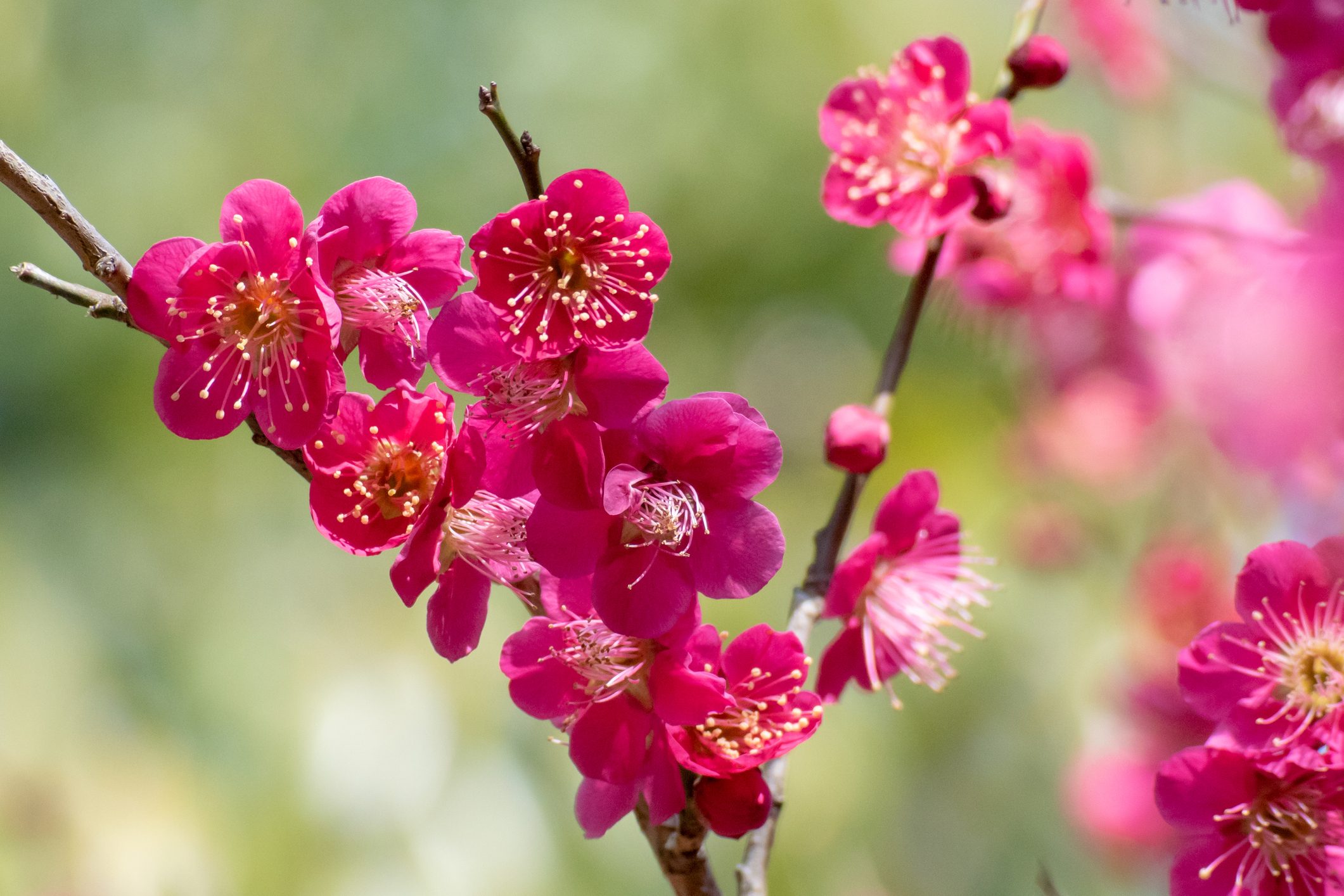 Japanese apricot（Prunus mume）