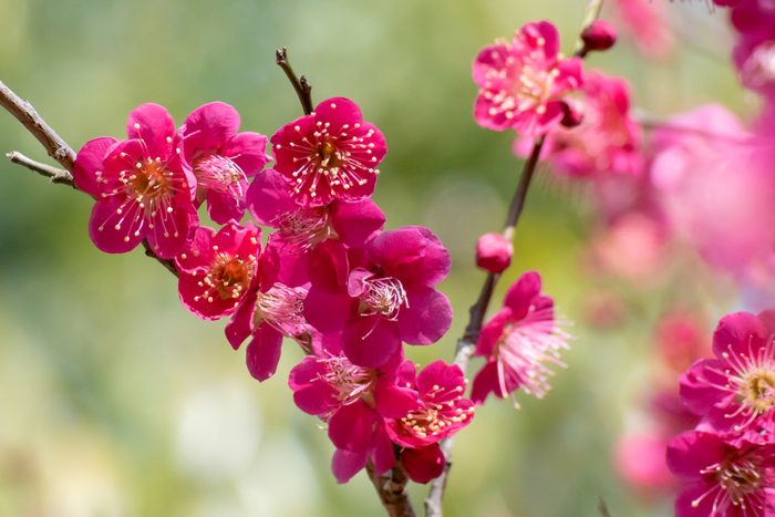 Japanese apricot(Prunus mume)