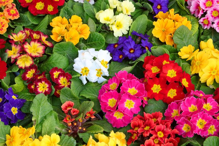colored primroses in a Dutch nursery