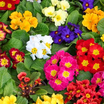 colored primroses in a Dutch nursery