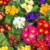 10 Best Spring Flowers