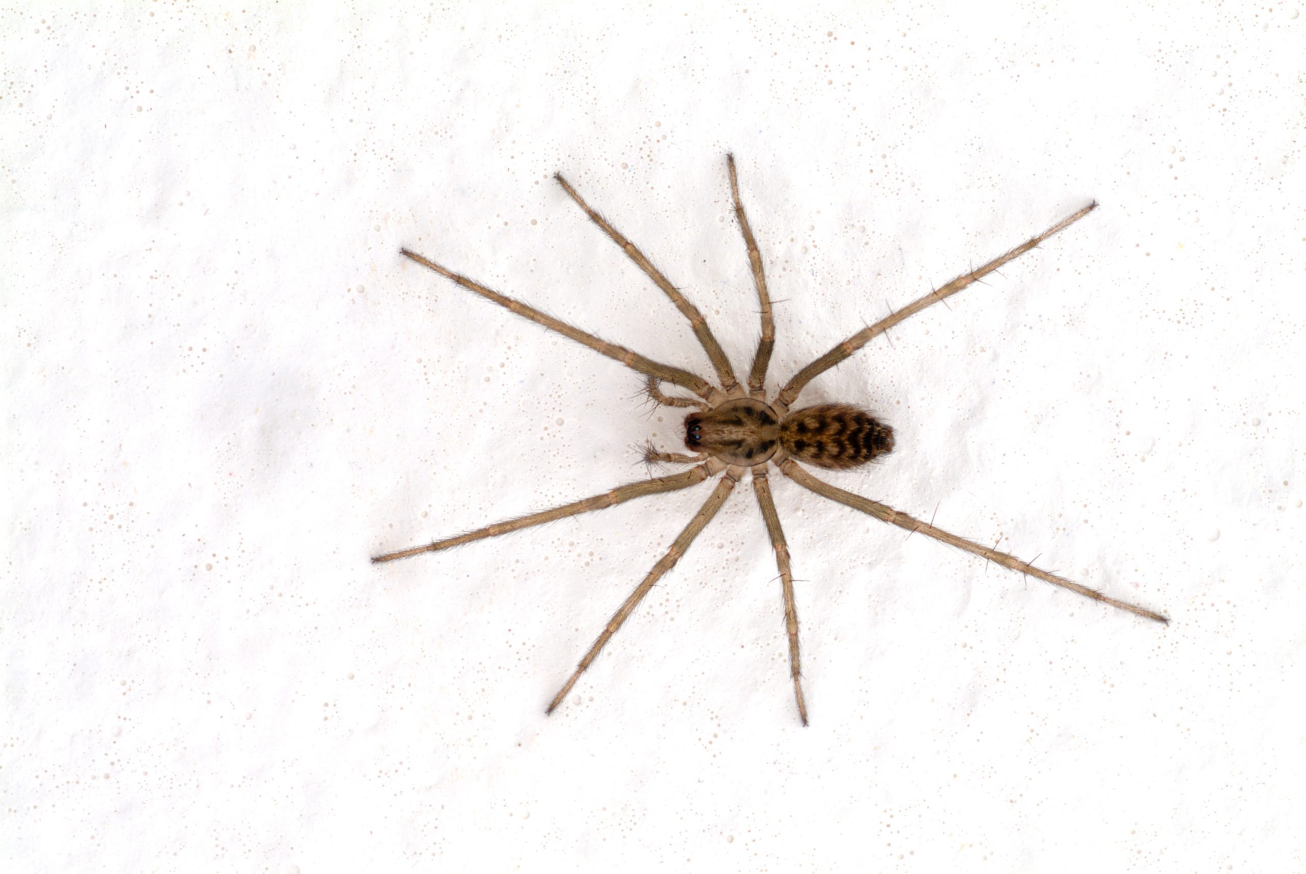 Hobo spider on a wall