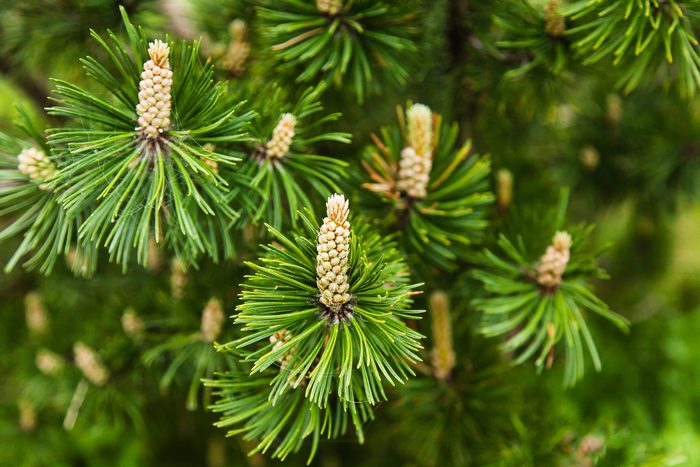 Mountain Pine - Pinus Mugo