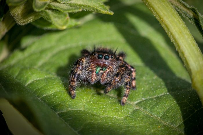 Spider, Slingy Jumper, (Phidippus audax), Jumping Spider, araneomorphs.