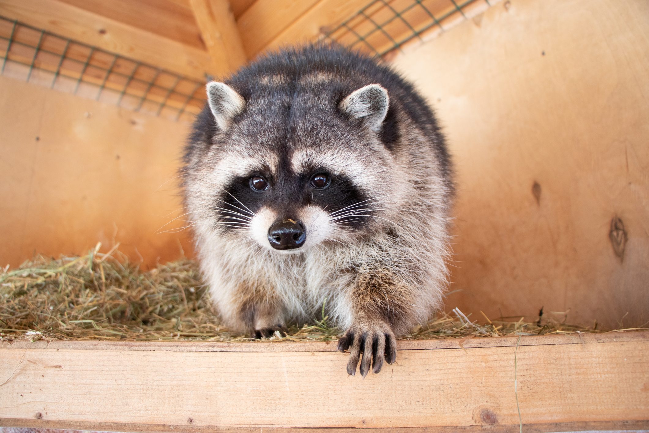 raccoon nest in an attic