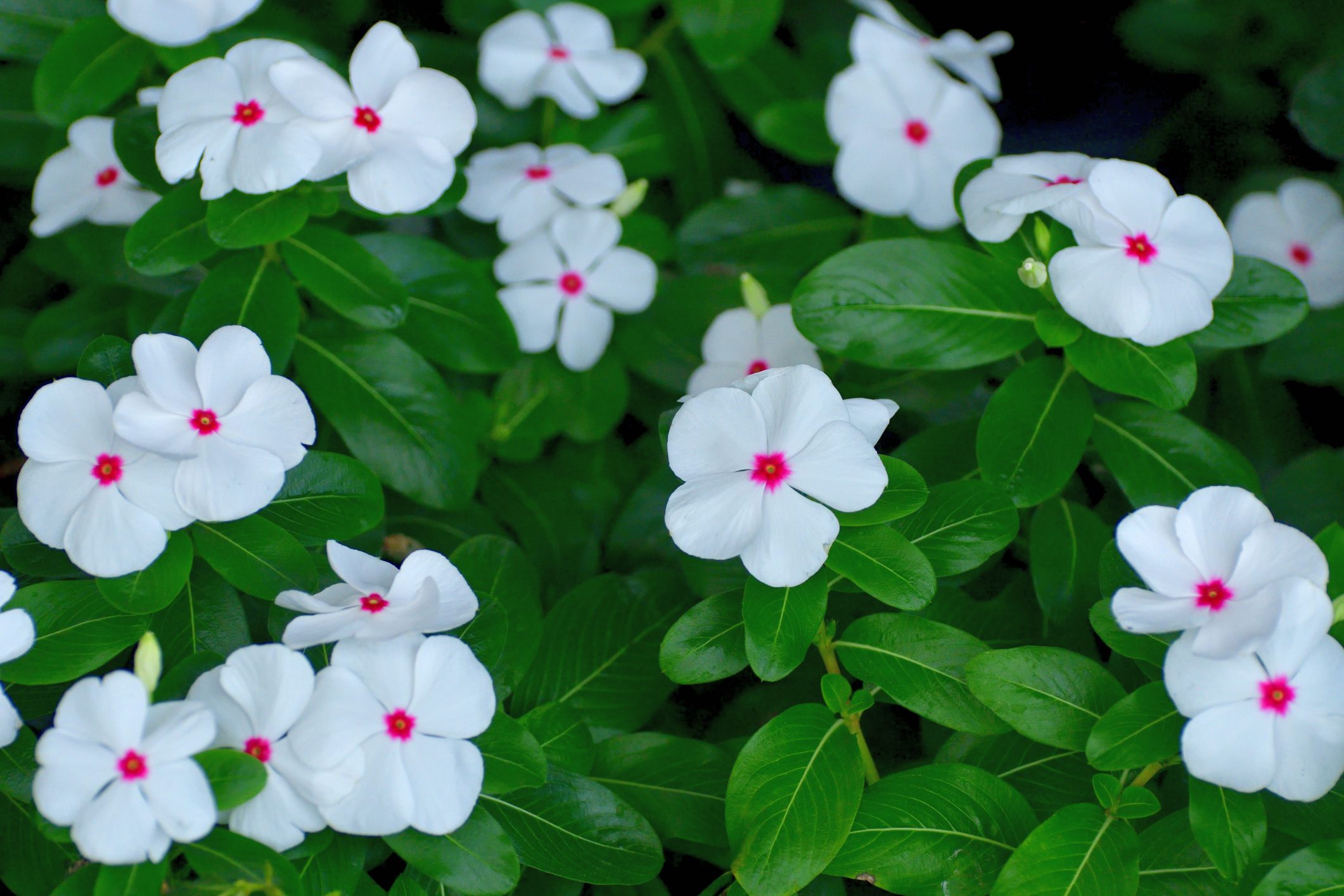 Catharanthus roseus / Madagascar periwinkle / Annual vinca