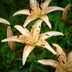 Guide To Growing Tiger Lilies