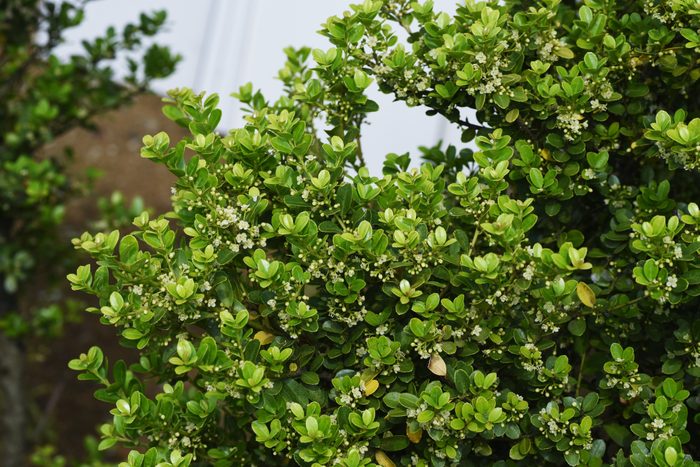 Japanese holly flowers.