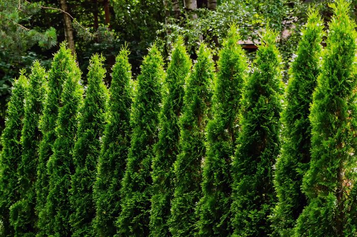 Small tui trees, cypresses stand next to each other.