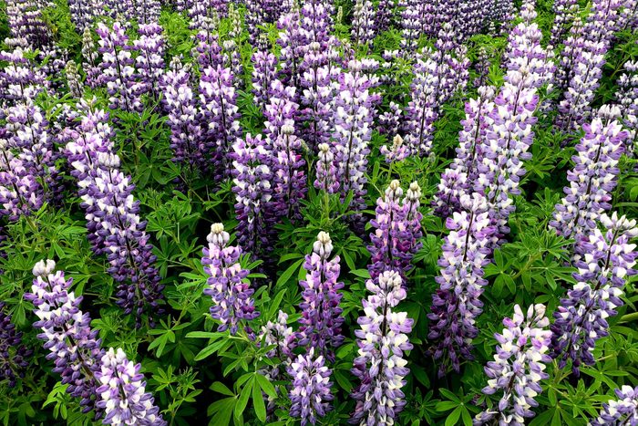 Lupinus nootkatensis flowers