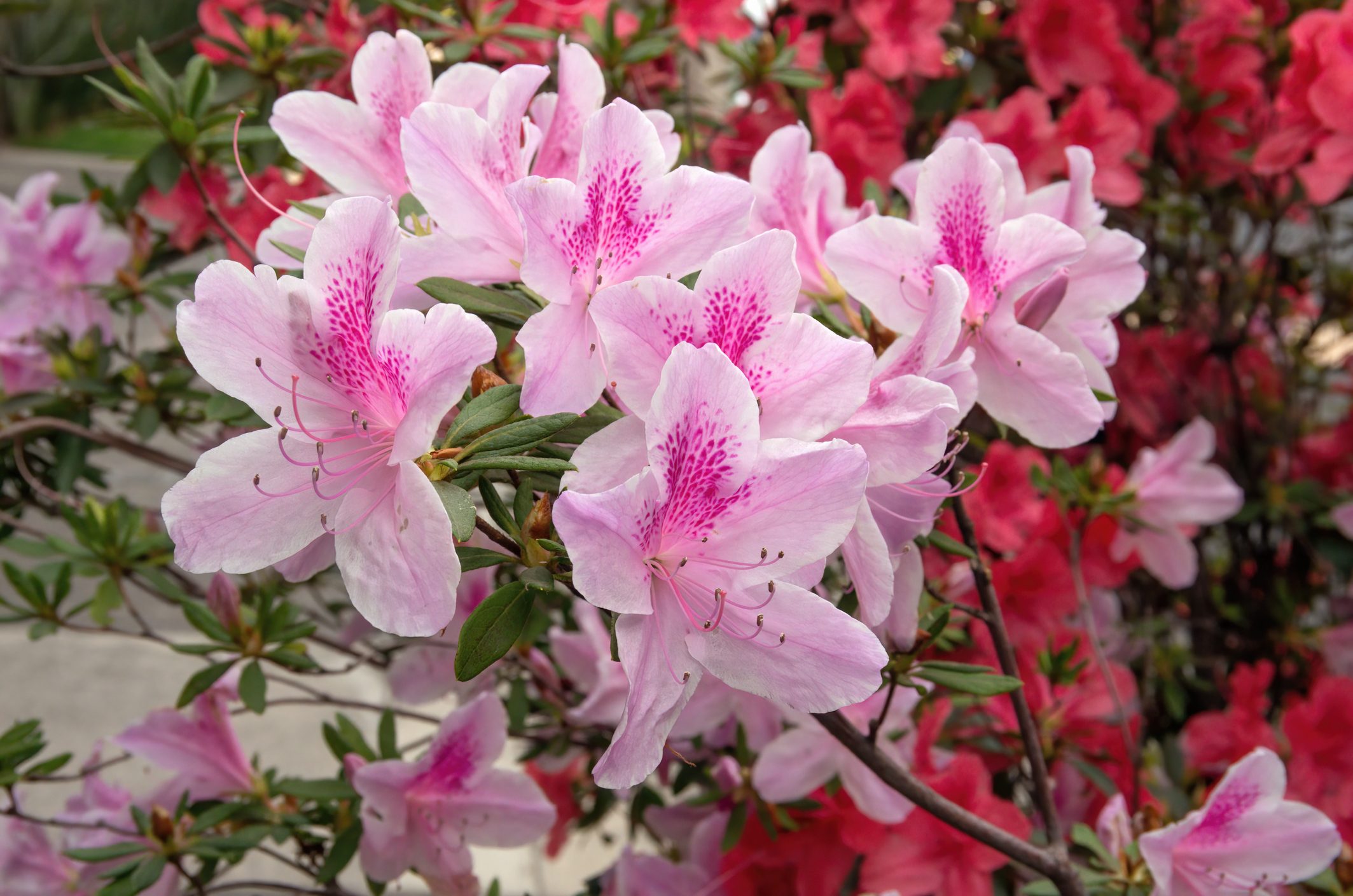 Pink azalea bushes in bloom during springtime