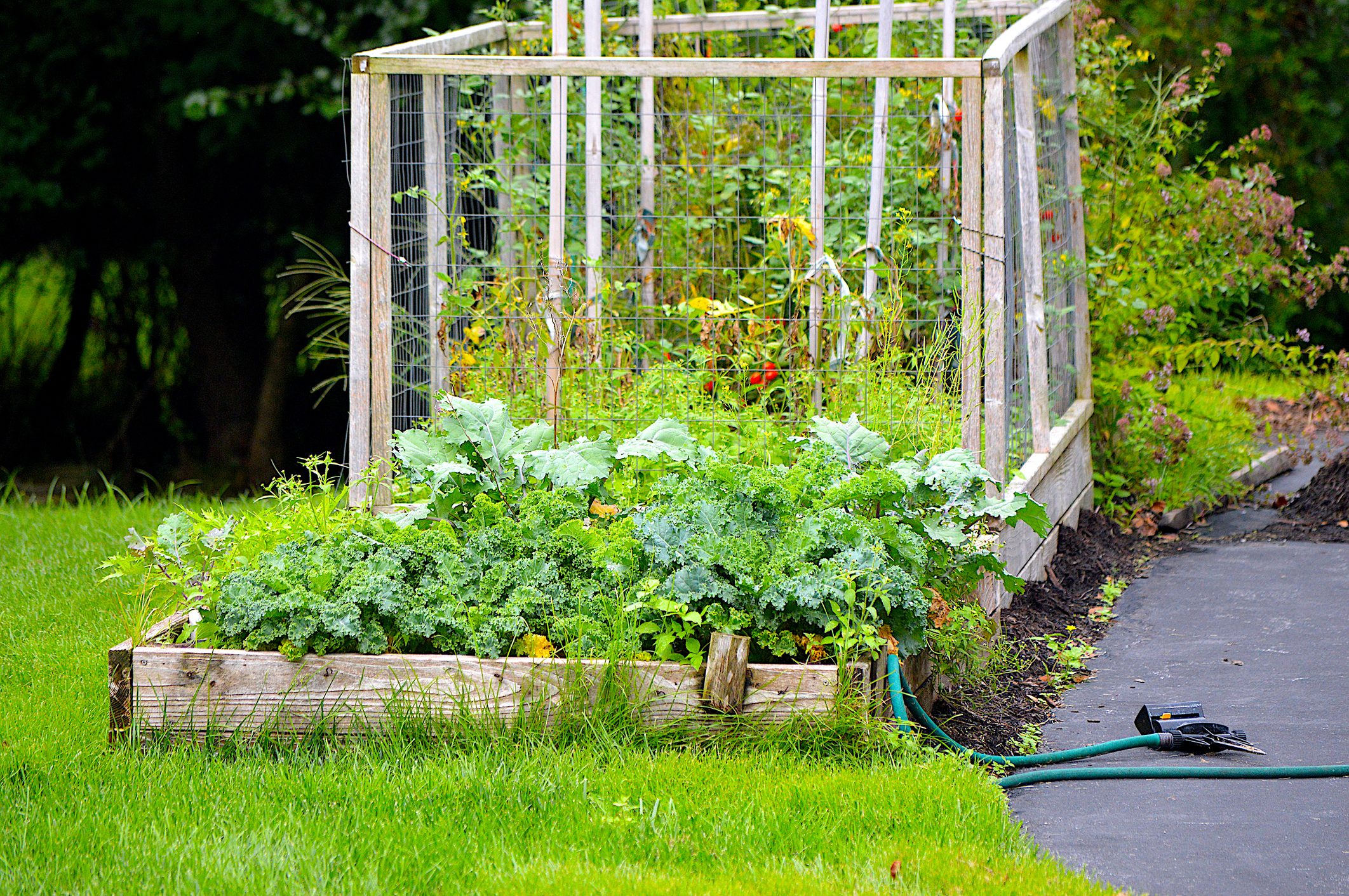 Vegetable Garden