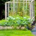 11 Organic Gardening Tips for Beginners