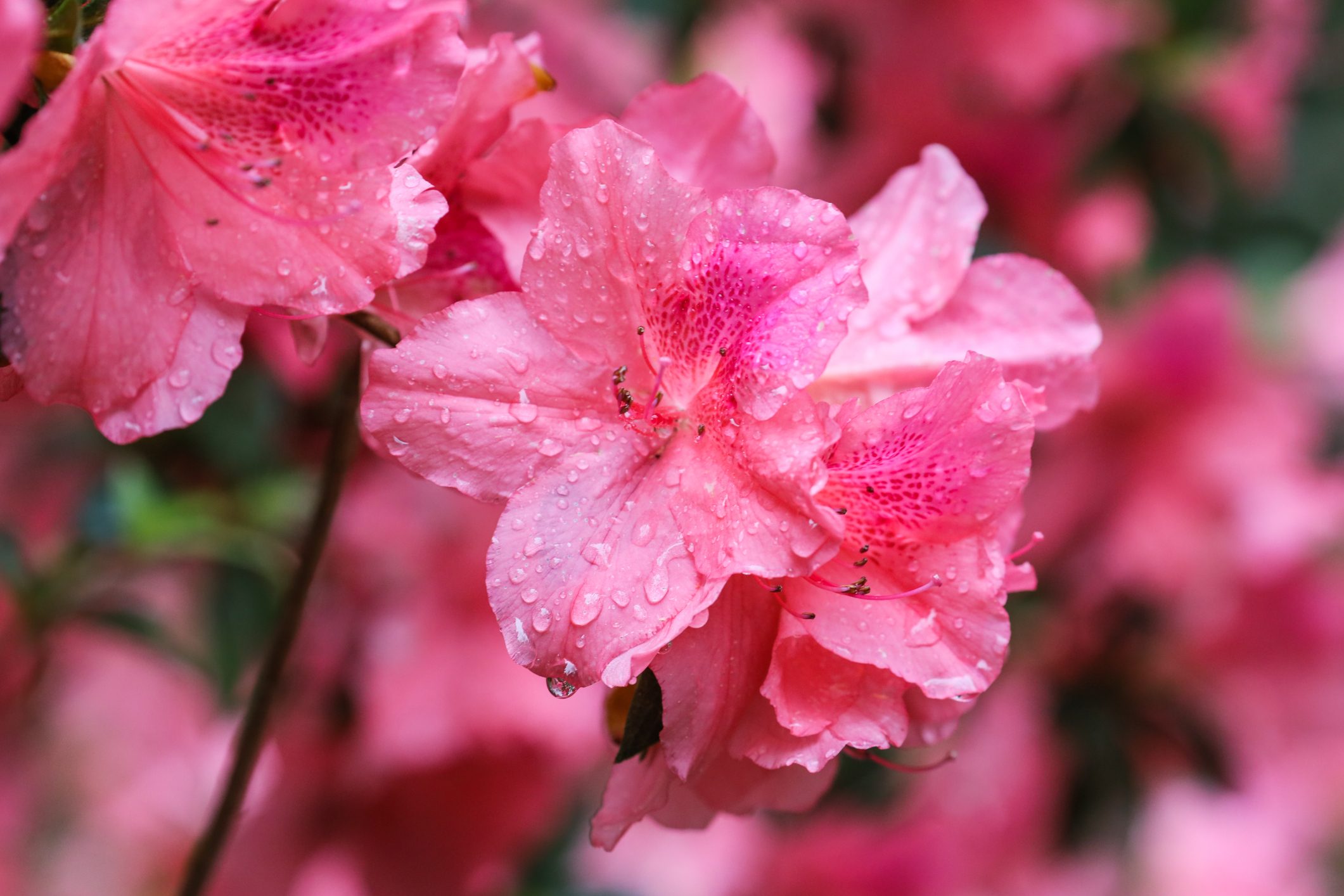 Vibrant pink azaleas