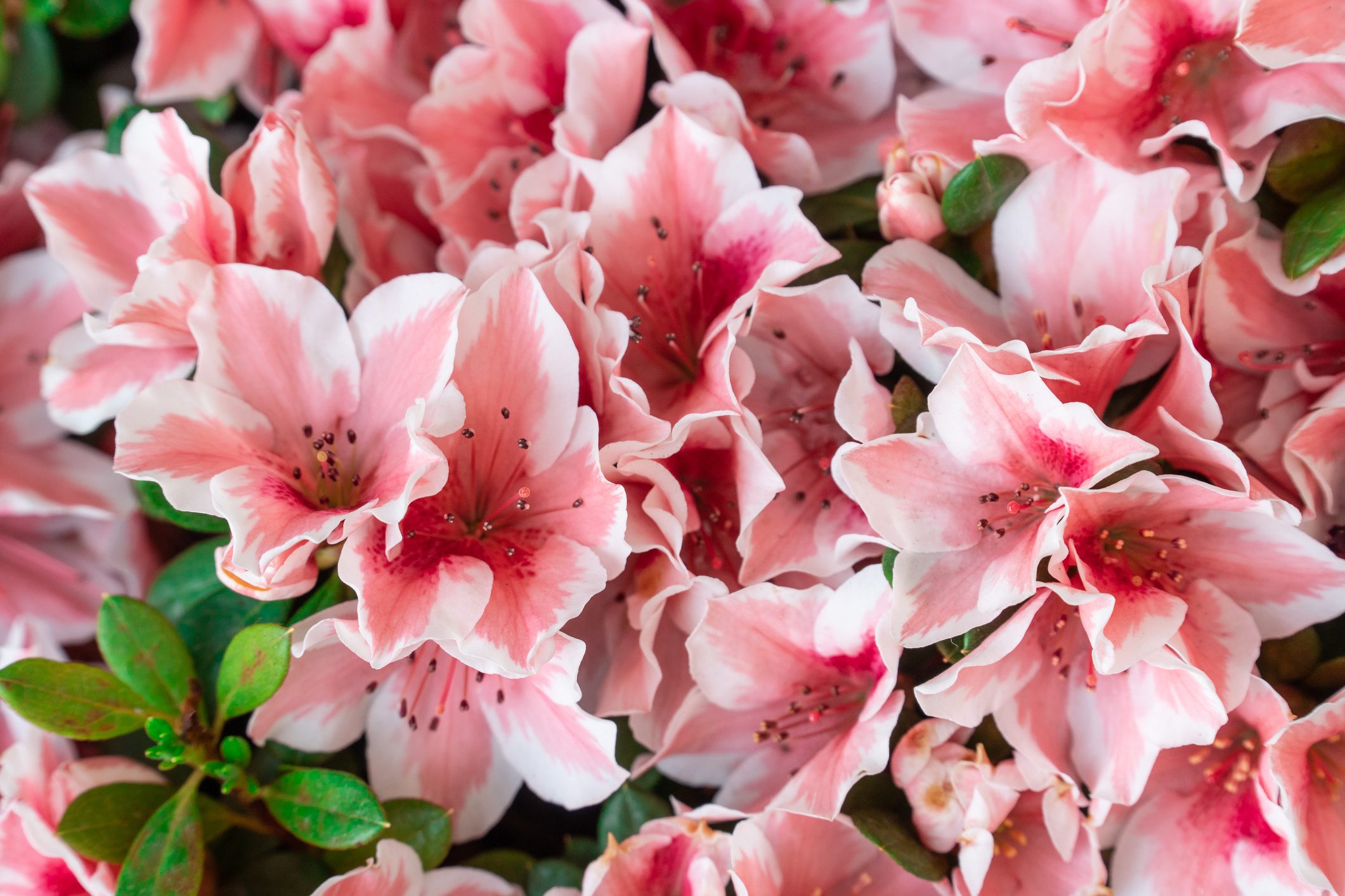 Azalea flower. High angle view of coral colored azalea flower. Spring blossom blooming. Selective Focus on colorful plants