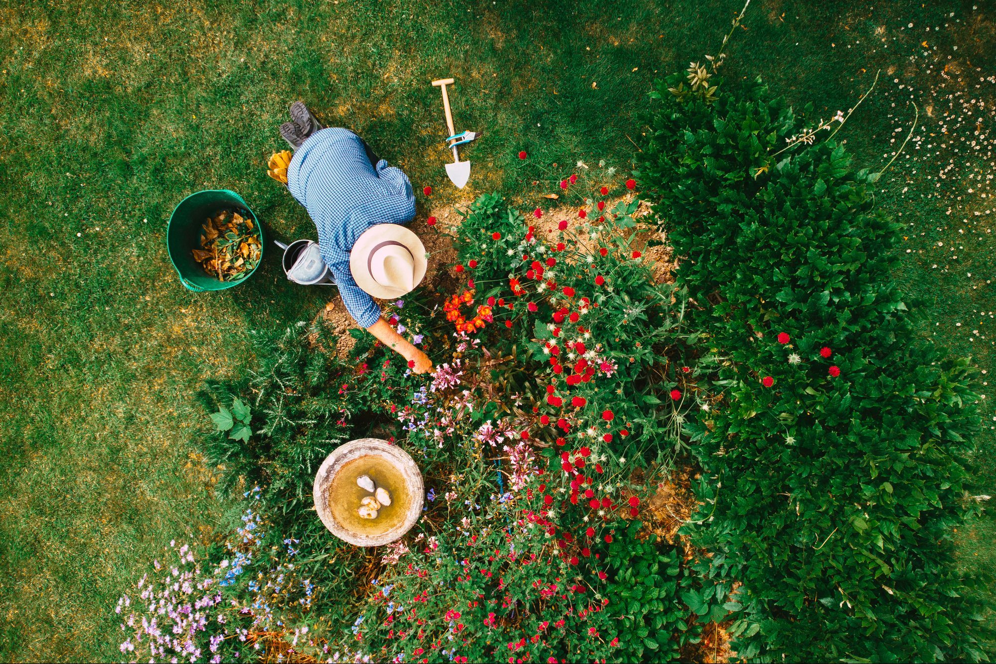 High angle view of man watering flowerbed in garden