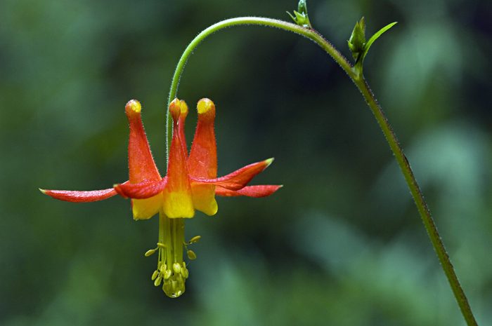 Red Columbine, Aquilegia formosa. Wild. Siskiyou Mountains, Southern Oregon.