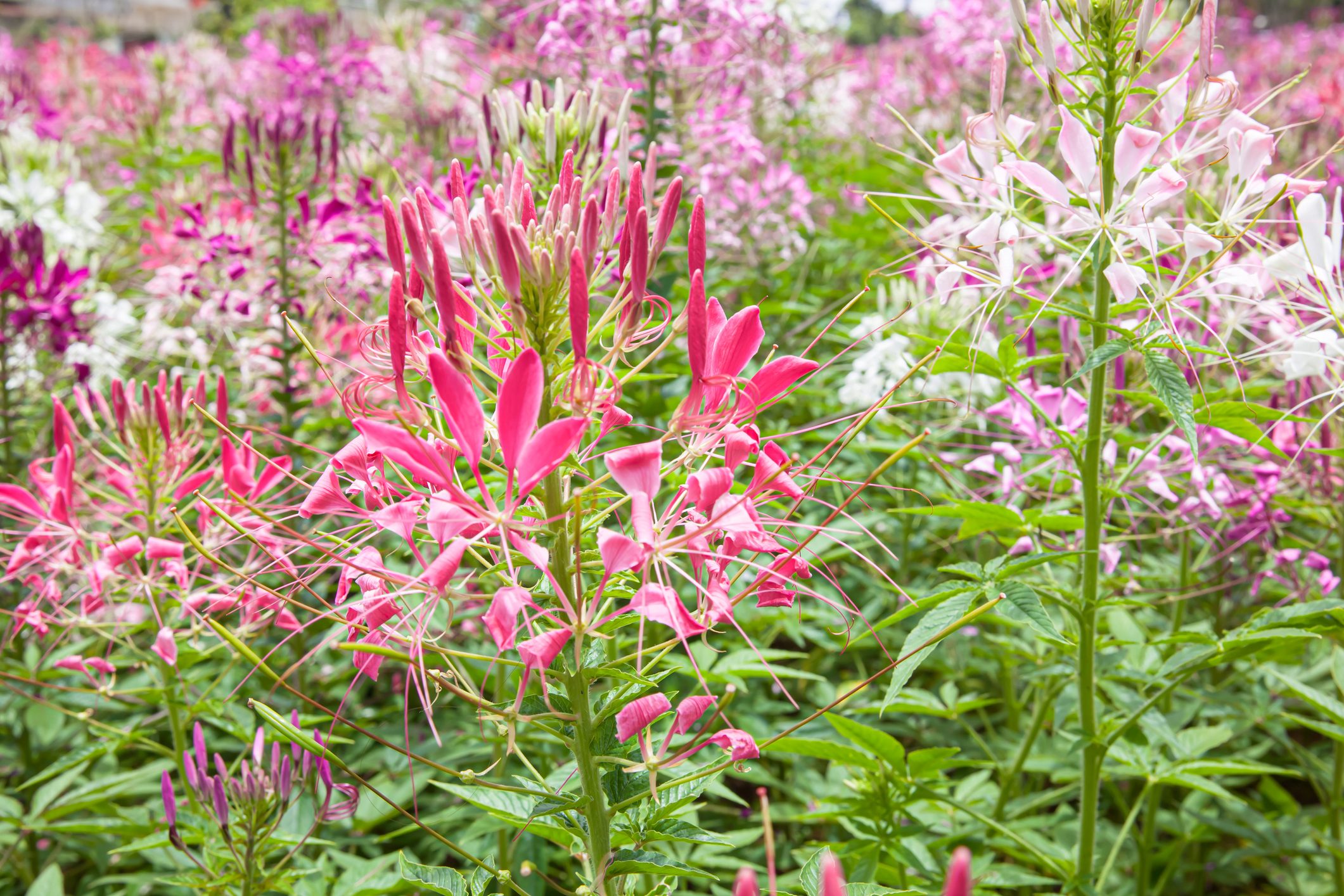 Spiny Spiderflower also know as Cleome Spinosa blooming in sunny garden