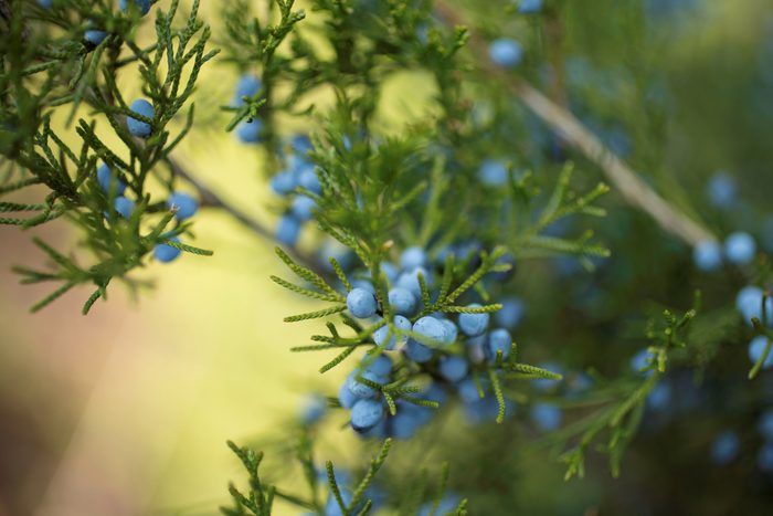 Virginia Juniper and Blue Berries of Autumn