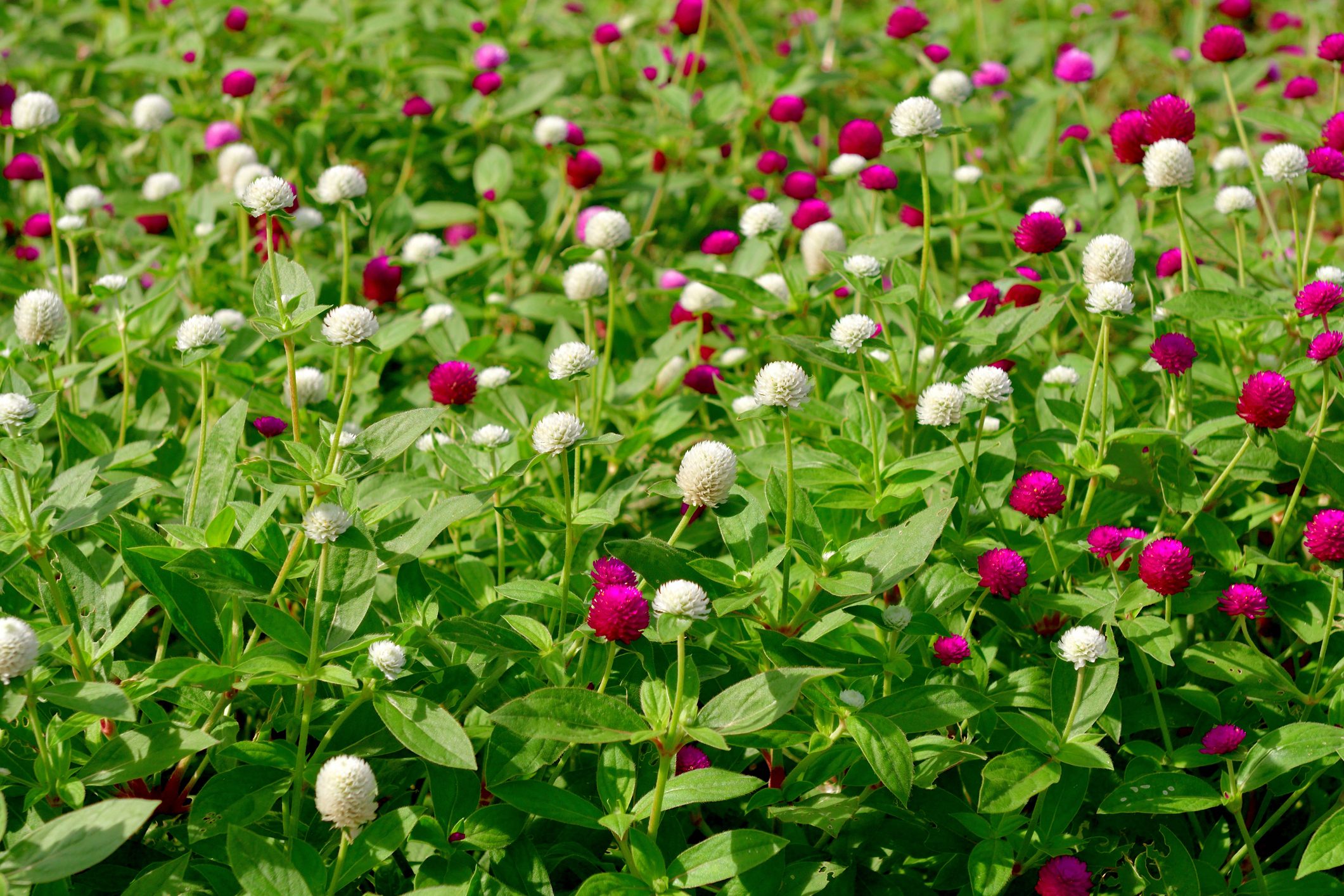 Globe amaranth Flowers