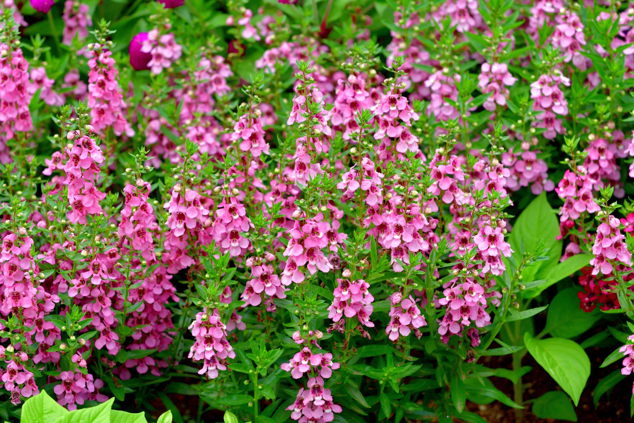 Angelonia Angustifolia / Angelonia / Summer Snapdragon