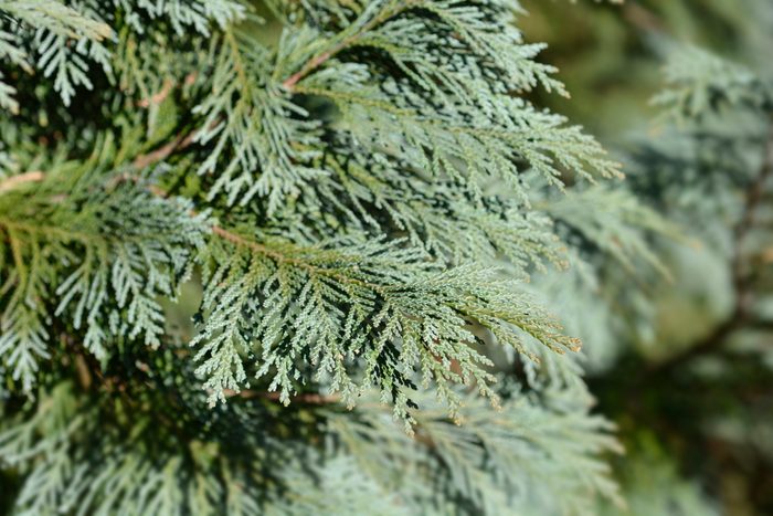 Lawsons Cypress Triomf van Boskoop