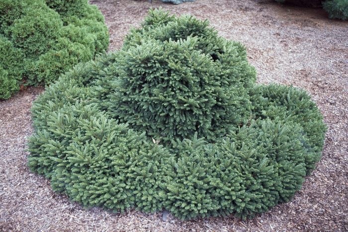 Norway Spruce (Picea abies Pumila Glauca)...
