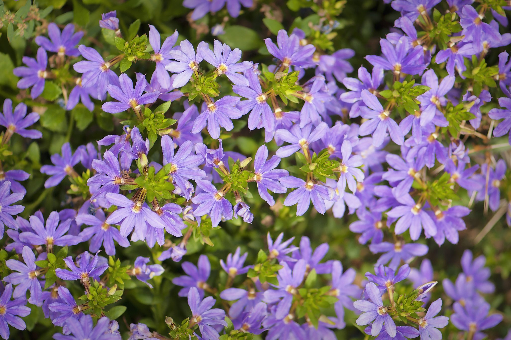 Purple Circles of Flat Scaevola Flowers