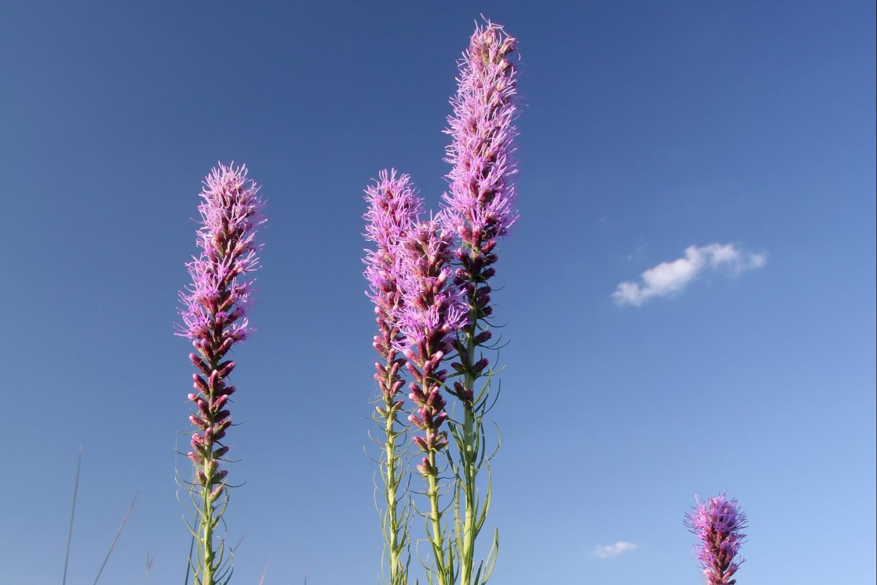 Blazing Star in an Illinois Prairie