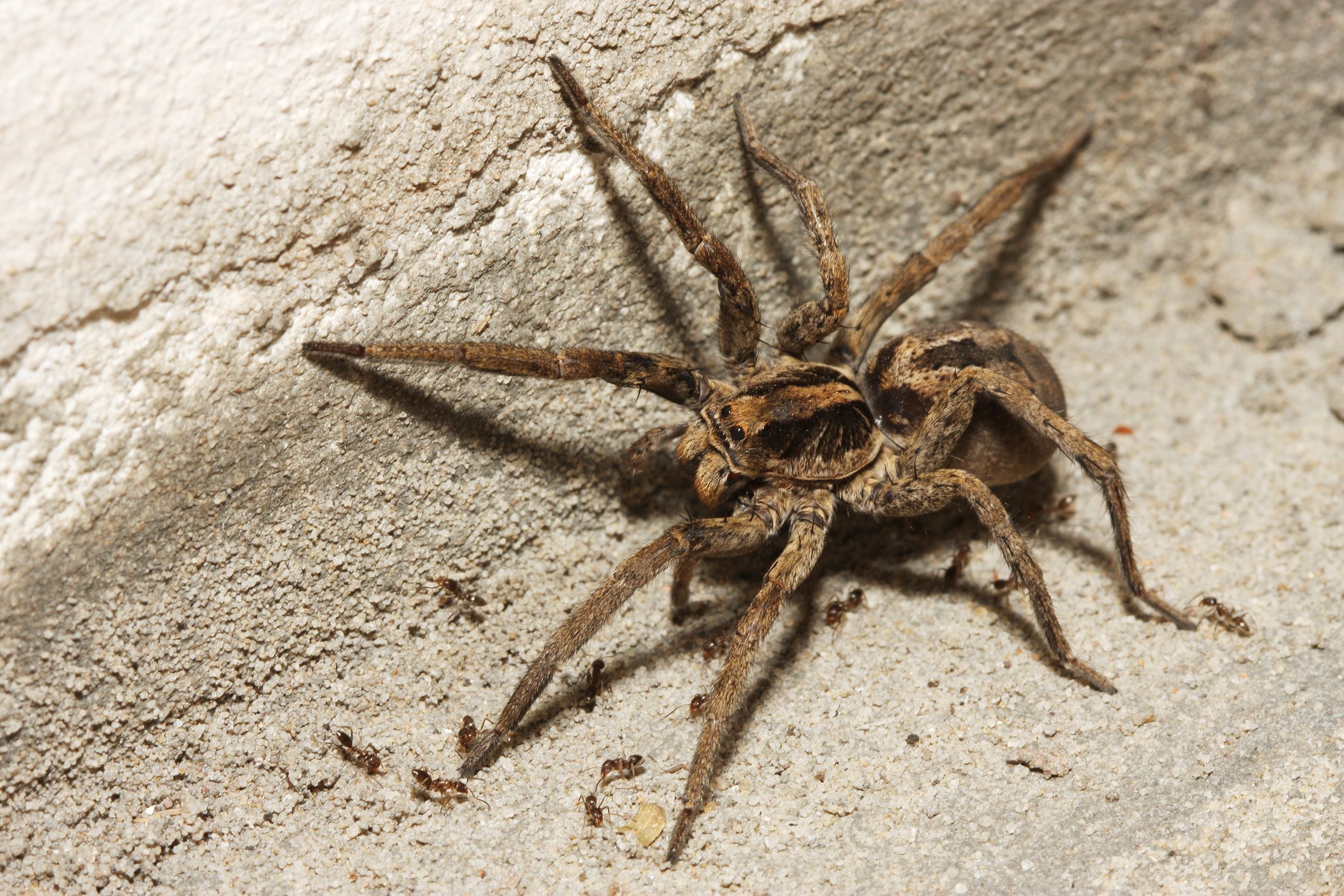 Wolf Spider