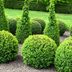 10 Best Evergreen Shrubs