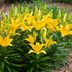 10 Types of Lilies To Grow in Your Garden