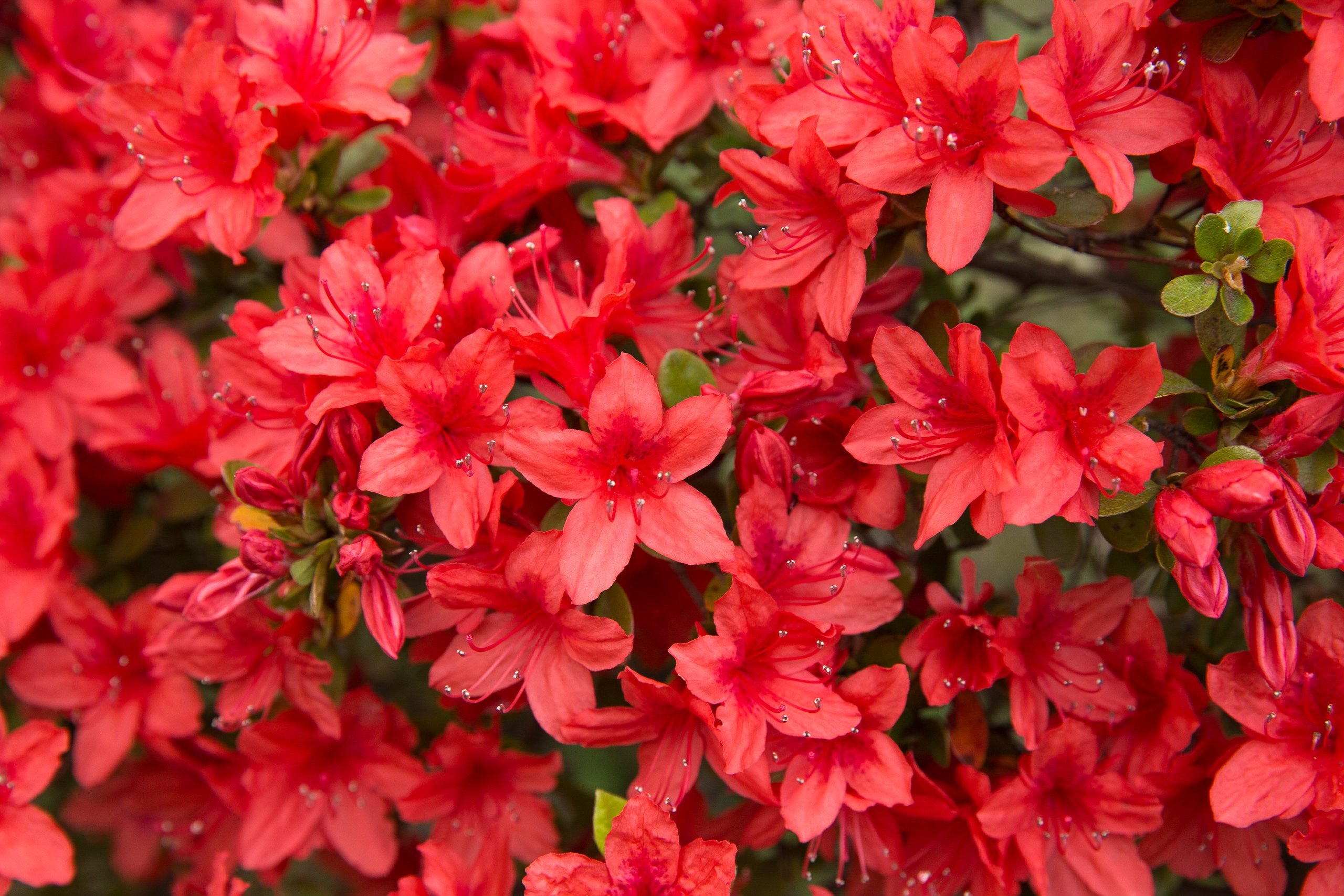 Red azalea flowers