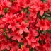 8 Best Types of Azaleas for Your Garden