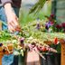 How to Grow a Cut Flower Garden