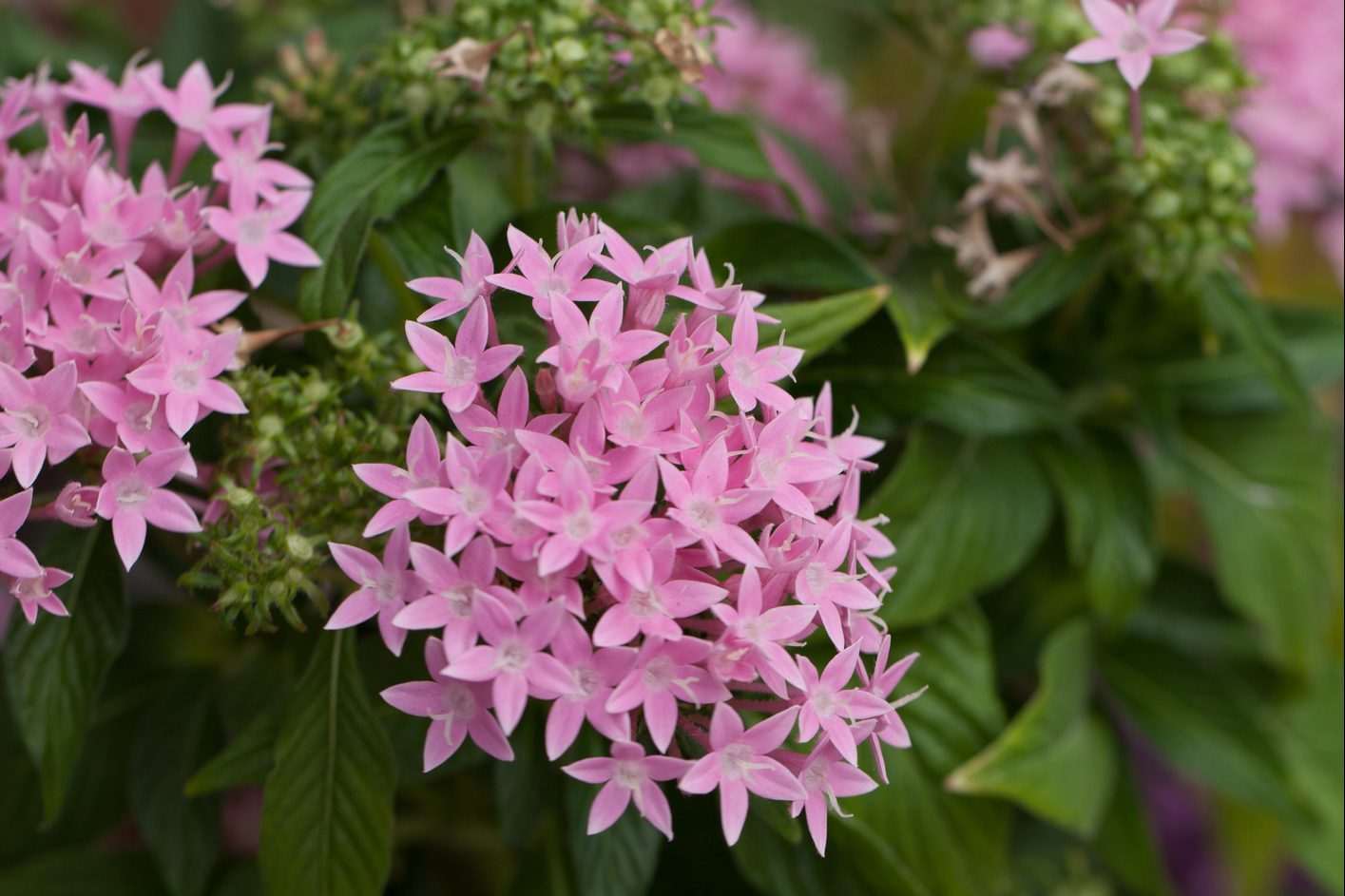 Pink flowers on an Egyptian starcluster Pentas lanceolata