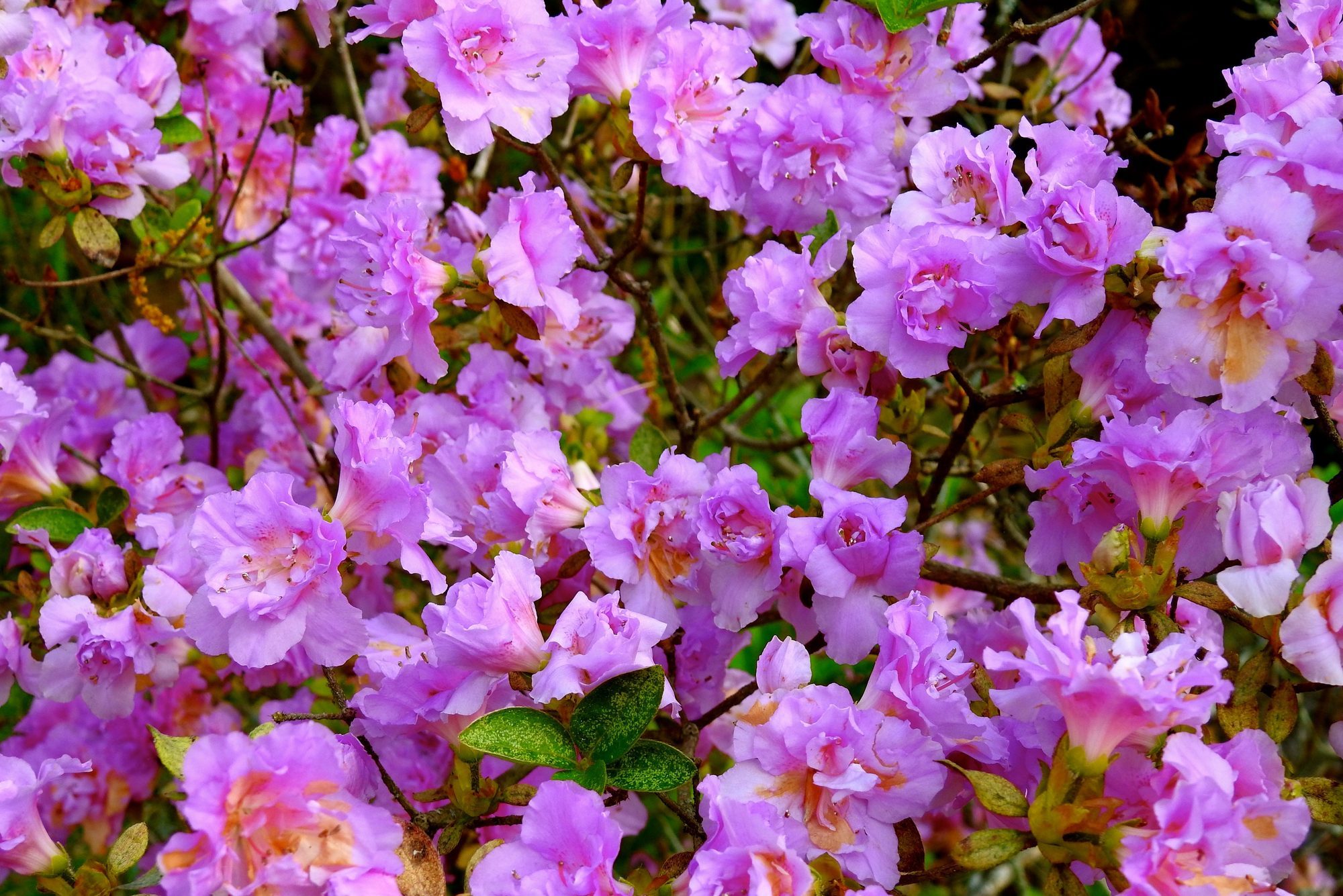 Azalea