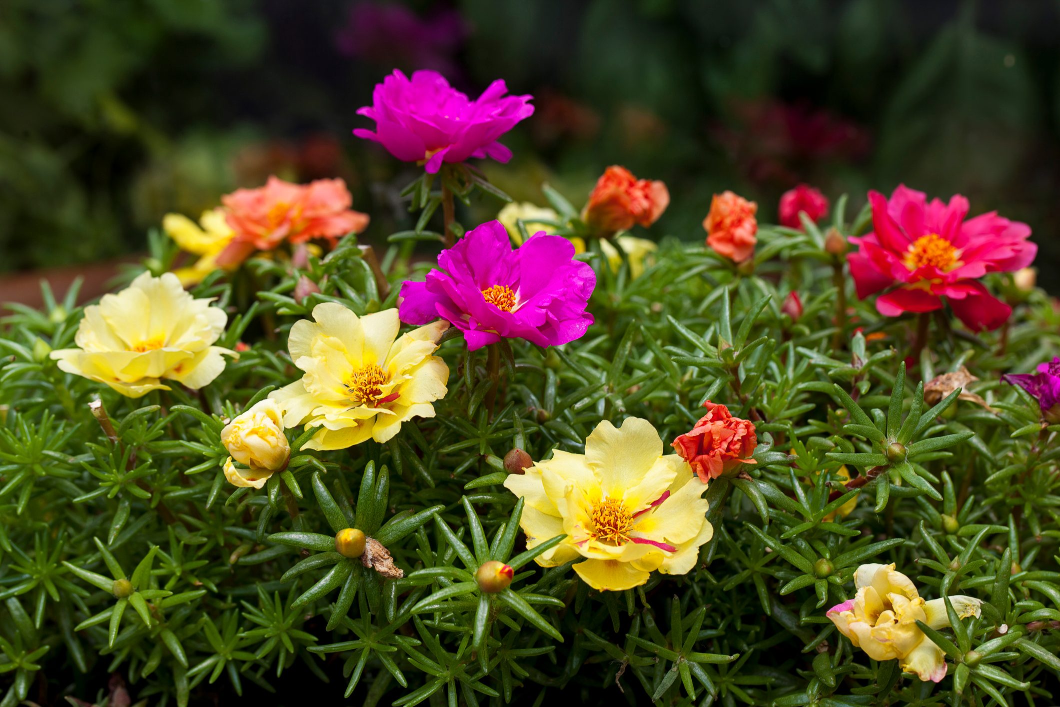 Summer Flowers