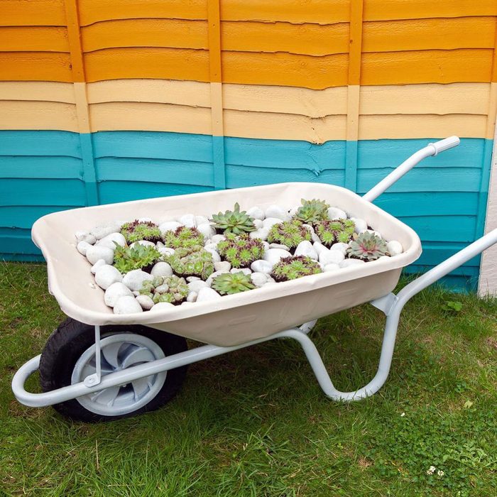 Succulent Wheelbarrow Planter