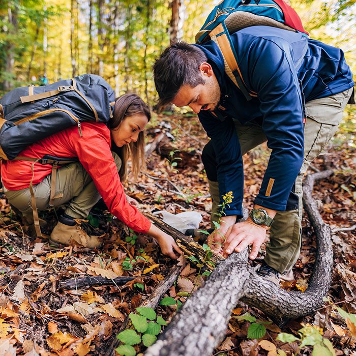 A Focused Young Woman And A Focused Young Man Picking Mushrooms In The Woods On A Sunny Autumn Day