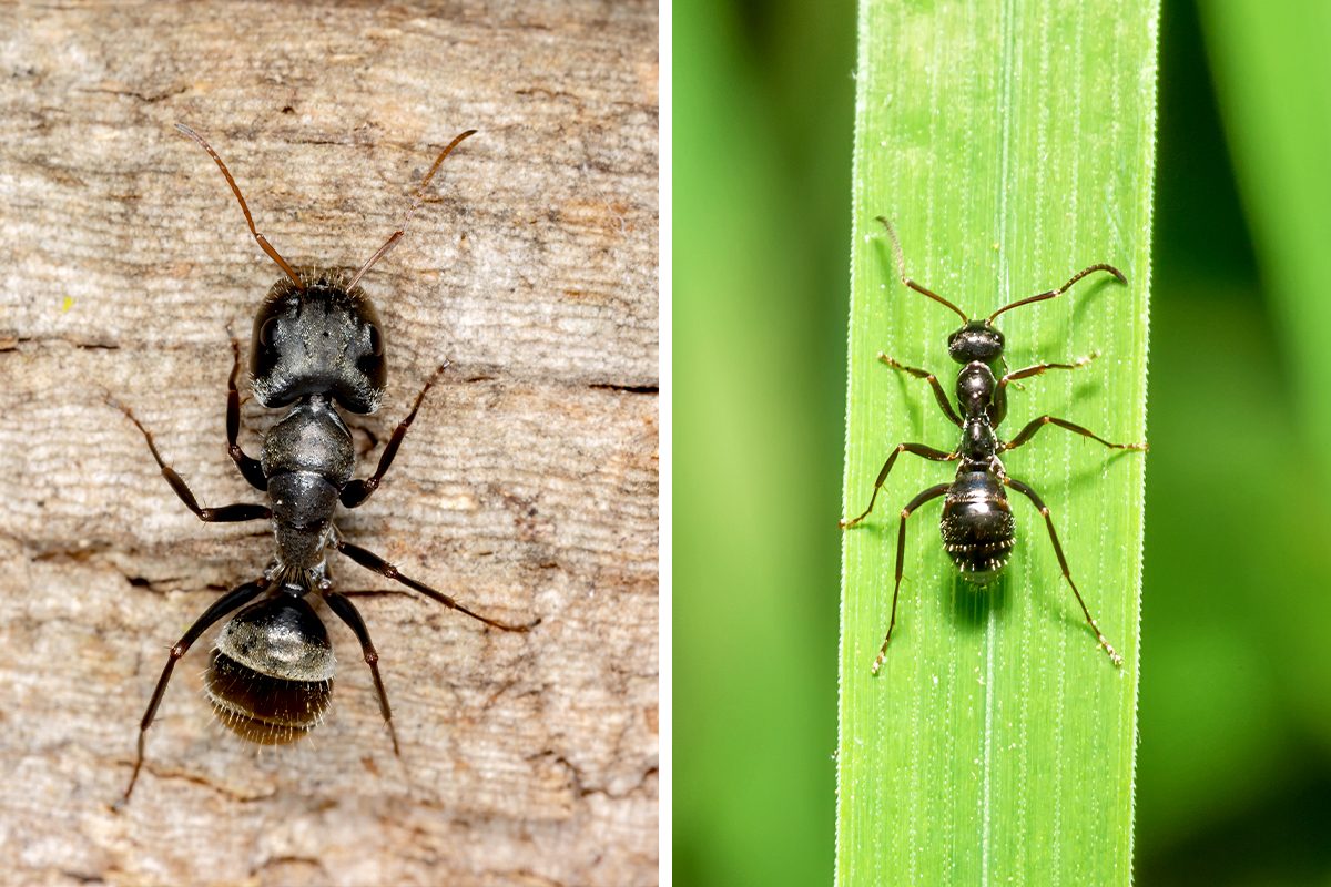 Carpenter Ants vs. Black Ants