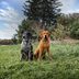 What To Know About Invisible Fencing for Dogs