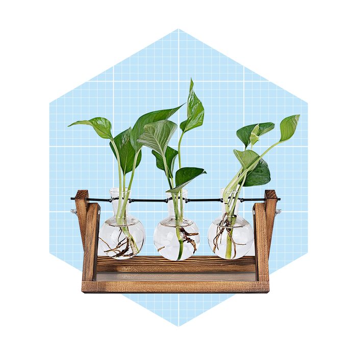 For The Plant Lover Plant Propagation Station