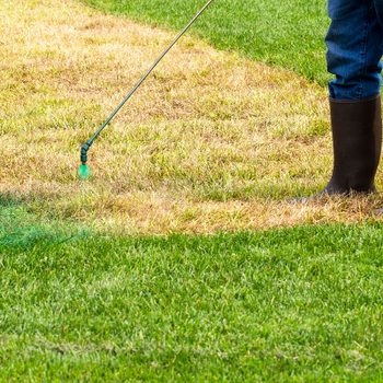 Spray Painting Dead Lawn with green paint