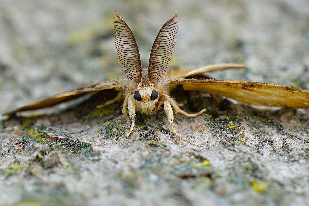 If You See a Spongy Moth, Here’s What to Do